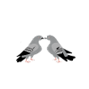 Tauben Politiker