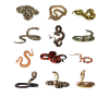 Different snake species
