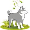 Cute malamute on the lawn