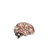 Dachdecker Anatomie