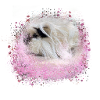 angorameerschweinchen, graffiti,malerei,pink,rosa