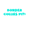 Fosses Border Collie