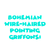 Bohemian Wire-Haired Pointing Griffons