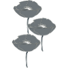coquelicots gris