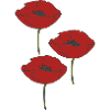 poppies
