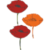 coquelicots et orange