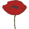 corn poppy