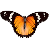 Butterfly by Nature