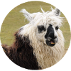 Ein geflecktes Lama