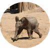 Kleiner Elefant im Laufschritt