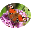 Schmetterling auf Sommerflieder