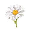 Fleurs Préférées - Cadeau Marguerite