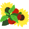 Äpfel und Sonnenblumen
