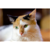 le chat au doux regard