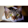 le chat au doux regard