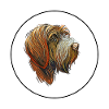 Drahthaar Pointing Griffon Dog Illustration