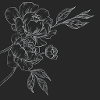 Peony Flower