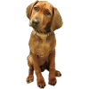 Dog breed Ridgeback