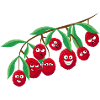 Litchi
