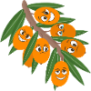 Argousier