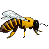 Honeybee