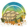 Tortoise