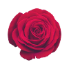 Red rose