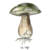 1Up