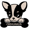 Chihuahua and bones