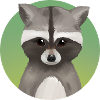 Cute raccoon
