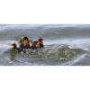 ducklings