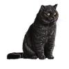 Sitzende Schwarze Britisch Kurzhaar Katze