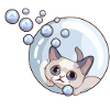 Soap Bubbles Cat