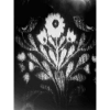 Flower in BW