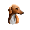 Azawakh Dog Aquarelle Sketch Illustration