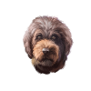 Barbet Dog Aquarelle Peinture Illustration