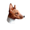 Basenji Dog Aquarelle Sketch Illustration