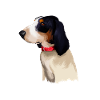 Ariegeois Dog Aquarelle Sketch Illustration