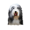 Beagle-Harrier Dufthund Hund Skizze Illustration