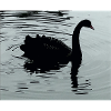 Black Swan