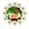 Marguerite-kukka perhoskukkakuviolla