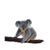 Koala. Relax Bro
