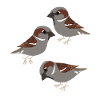 Moineaux domestiques Oiseaux Moineaux