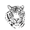 Hand-drawn tiger