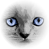 Kitty Kitten Cat