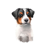Dansk svensk gårdhund Hund Akvarel Illustration