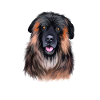 Estrela Mountain Dog Aquarelle Illustration