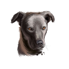 Cursinu Dog Aquarelle Sketch Illustration