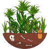 Garden Jungle Plants