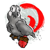 Graupapagei Toon